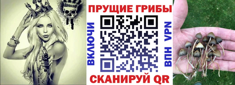магазин продажи наркотиков  Сольвычегодск  Псилоцибиновые грибы Psilocybine cubensis 